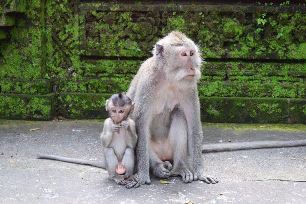 monos en bosque de monos ubud, bali