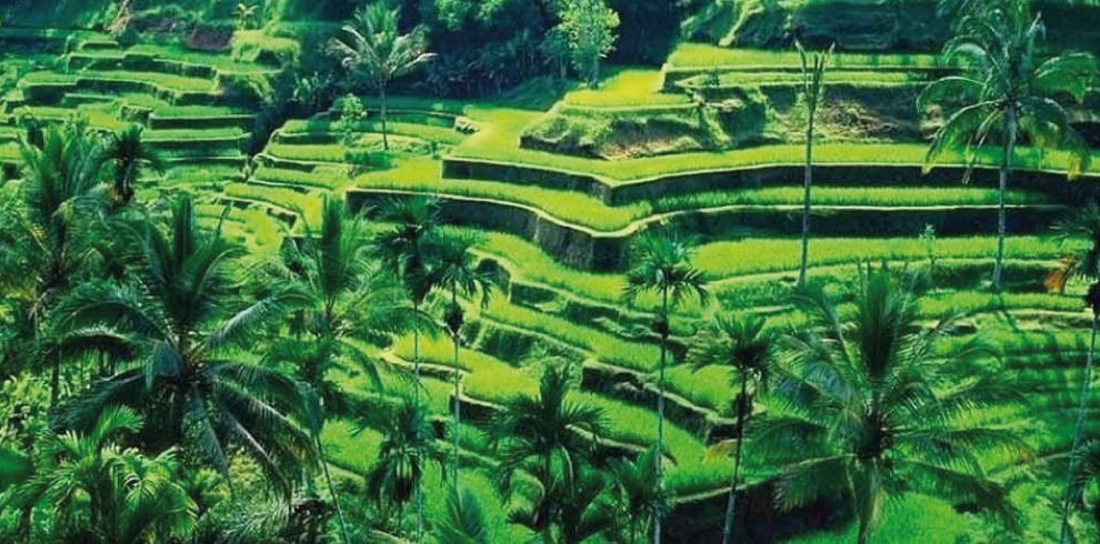 campos de arroz tegalalan