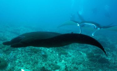 mantarayas en excursion de snorkel, nusa penida