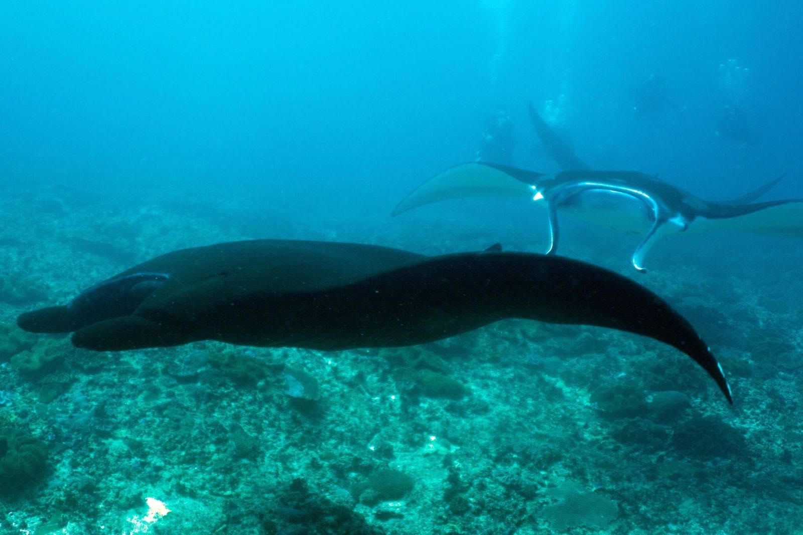 mantarayas en excursion de snorkel, nusa penida