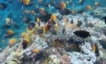 peces en snorkel nusa penida